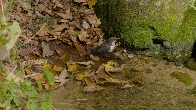 Southern Urals, a white-throated dipper (Cinclus cinclus) at the Blue Griffin spring near the Zilim River in autumn.