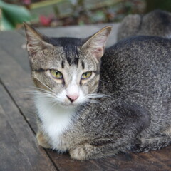Close up portraits of a cat in nature