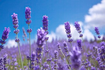 Obraz premium Lush Lavender Flowers Against Clear Blue Skies in a Serene Summer Landscape