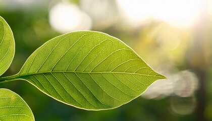 A macro shot of a fresh green leaf with visible veins, glowing in the sunlight, capturing nature&rsquo;s intricate details and vibrant color.
