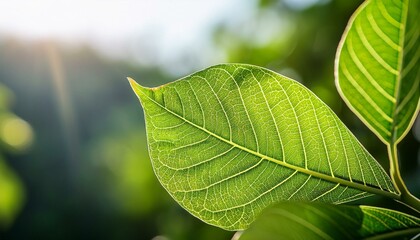 A macro shot of a fresh green leaf with visible veins, glowing in the sunlight, capturing nature&rsquo;s intricate details and vibrant color.
