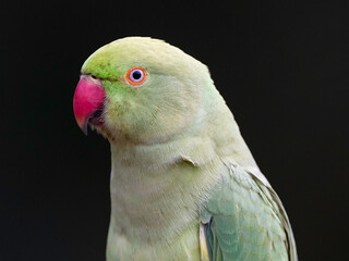 Rose-ringed Parakeet (Psittacula krameri)

