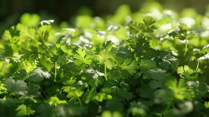 Sunlit coriander leaves, their green beauty radiating under the golden glow of the sun's rays.