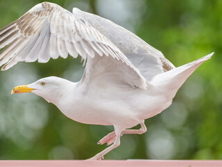 A European Herring Gull taking off a roof