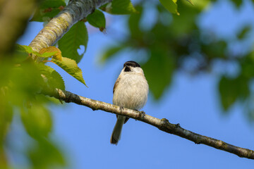 A Marsh Tit sitting on a small branch