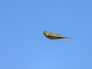 A Eurasian Skylark in flight blue sky
