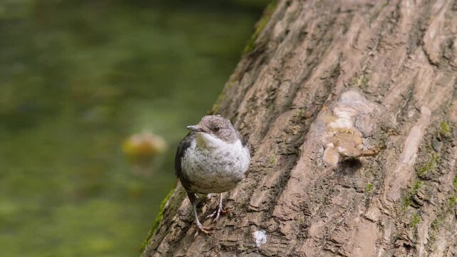 Southern Urals, a white-throated dipper (Cinclus cinclus) at the Blue Griffin spring near the Zilim River in autumn.