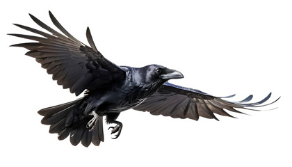 Obraz premium Detailed Illustration of a Raven in Flight