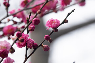 Red Plum Blossoms in Spring
