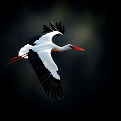 Obraz premium White Stork in Flight Against Dark Background