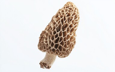 A wild morel mushroom floating mid air with intricate texture and earthy tones clean white background