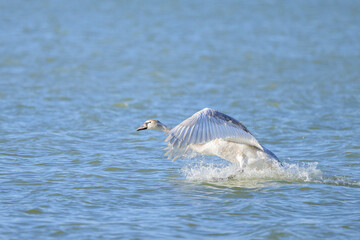 A mute swan landing on the water