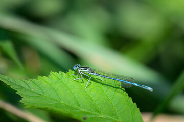 A blue featherleg damselfly resting on a plant
