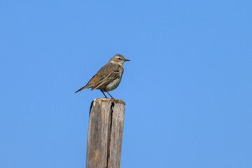 A Water Pipit standing on a wooden pole