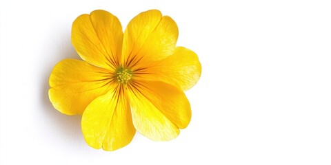 Fototapeta premium A high-resolution photo of a vibrant yellow Primula flower, perfectly isolated on a pure white background.