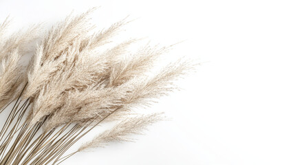 Minimalist beige pampas grass arrangement on a clean white background, showcasing natural textures and soft neutral tones, perfect for boho interior decor, wedding themes, or serene lifestyle concept