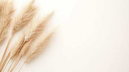 Minimalist beige pampas grass arrangement on a clean white background, showcasing natural textures and soft neutral tones, perfect for boho interior decor, wedding themes, or serene lifestyle concept