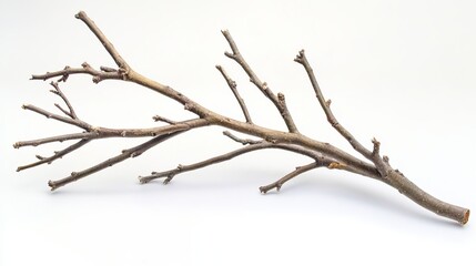 Obraz premium Bare Winter Tree Branches Extending Dramatically on a White Background for Artistic Use