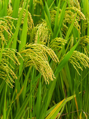 rice in the field