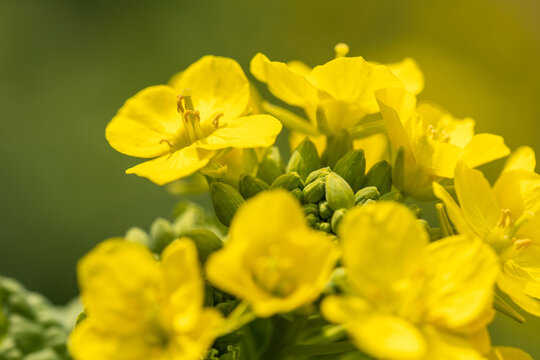Canola flower出品 アートポスター / Canola flower eb113 | EITRIBRO(エイトリブロ