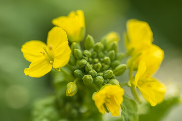 canola flower