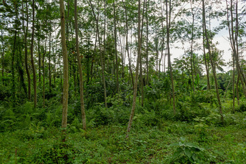 Green View of Indonesian Tropical Forest