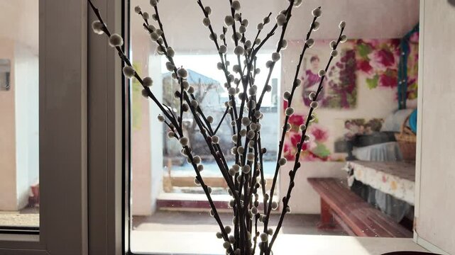 Salix caprea. Willow branches with white catkins against the sky, blossoming Salix tree in the wind. beautiful bouquet of willow on the window.