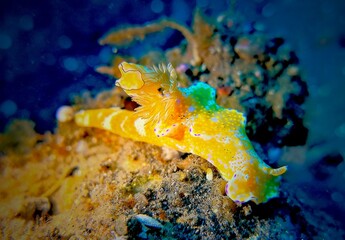 Beautiful orange sea hare