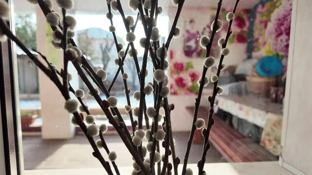 Salix caprea. Willow branches with white catkins against the sky, blossoming Salix tree in the wind. beautiful bouquet of willow on the window.