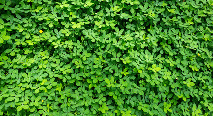 Arachis Repens Plant with Green Leaves