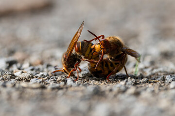 Copulating European hornet (Vesoa crabro) on ground