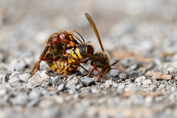 Copulating European hornet (Vesoa crabro) on ground