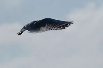 black-headed gull (chroicocephalus ridibundus)  in flight, hovering, 