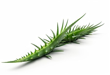 Naklejka premium Aloe plants isolated on a white background
