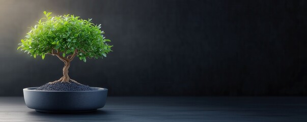 A small bonsai tree in a dark setting, showcasing lush green leaves atop a twisted trunk in a minimalist pot.