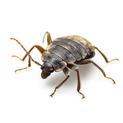 Detailed Close-up of a Brown Insect, Isolated on White Background. Macro Photography of a Creepy Crawly Bug in Nature.