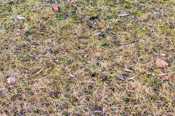 Close up shot of the weed grass. Texture
