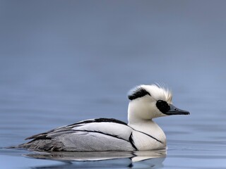 Zwergsägermännchen