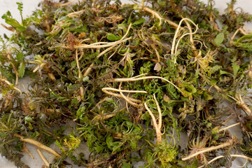spring greens
봄나물