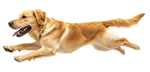 A vibrant photo of a golden retriever dog mid-leap, showcasing its energy and agility.