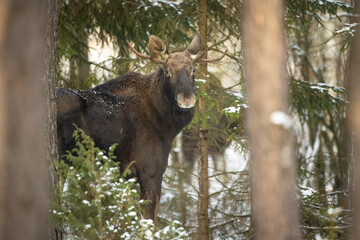Mammals male bull Moose ( Alces alces ) North part of Poland, Europe dark foggy morning in winter young pine forest
