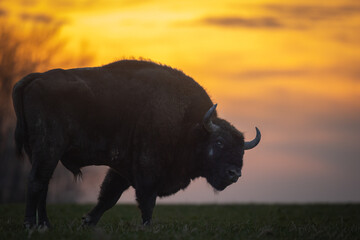 Mammals - wild nature European bison ( Bison bonasus ) Wisent bull standing on the winter field...