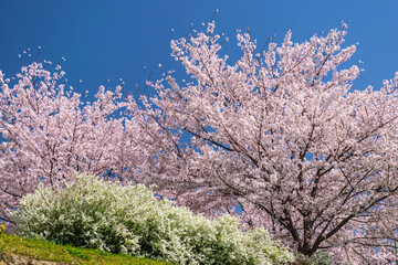 Spring Scenery with Cherry Blossoms and Thunberg's meadowsweet Against a Blue Sky