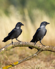 Bird - two birds on tree Jackdaw Corvus monedula, Poland Europe autumn time
