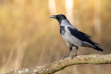 Bird - Hooded crow Corvus cornix in autumn meadow Poland Europe