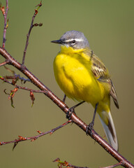 Small bird Yellow Wagtail sitting on tree male Motacilla flava meadow spring time Poland Europe