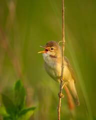 Bird Reed Warbler - migratory passerine singing bird Acrocephalus scirpaceus sitting on reed, male - Poland, Europe spring time