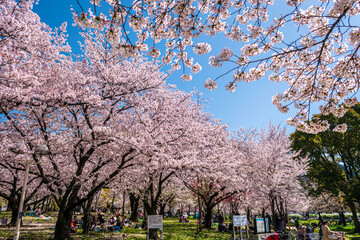Obraz premium Hanami Under Full-Bloom Cherry Blossoms at Omoide-no-Mori, Kema Sakuranomiya Park, Osaka City