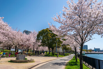 Cherry Blossom Avenue Along Okawa River at Kema Sakuranomiya Park, Osaka City