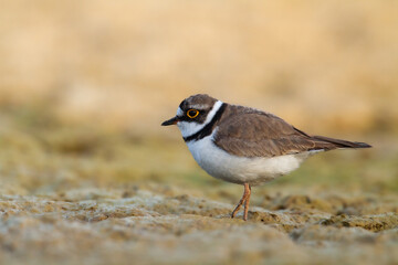 Shorebird Charadrius dubius, Little Ringed Plover on blurred background summer time Poland Europe